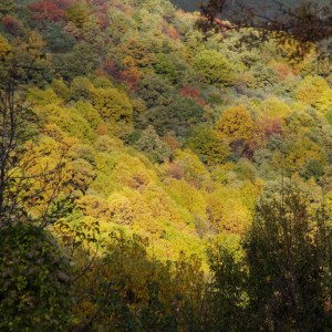 bosque en otoño bosque en otoño