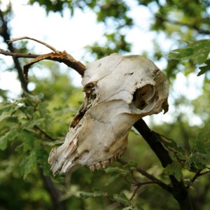 calavera de oso calavera de oso