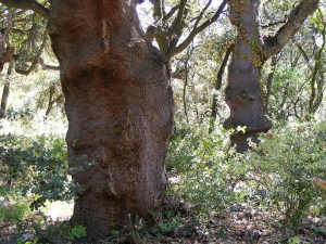 2009_1116las_melonas0013