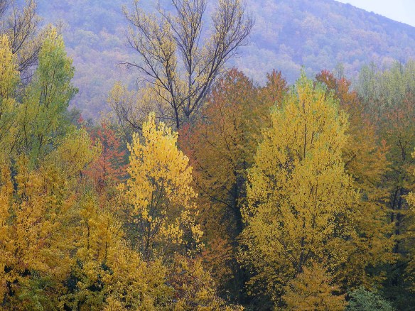 paisaje otoñal en Labaniego