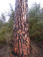 2011_0823las_melonas0006