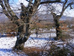 2011_0905las_melonas0023