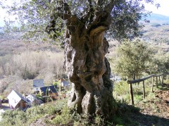 2011_0906las_melonas0004