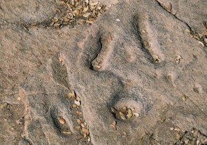 Petroglifo cerca de Santa Marina de Torre sin-titulo-1